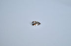 Loose champagne pear shaped zircon