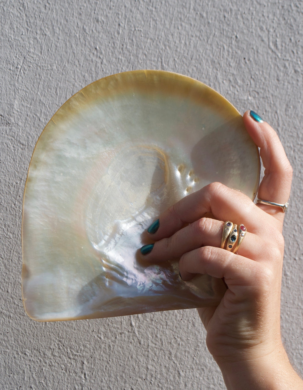 Hand holding a large shell against a plain background wearing gypsy rings
