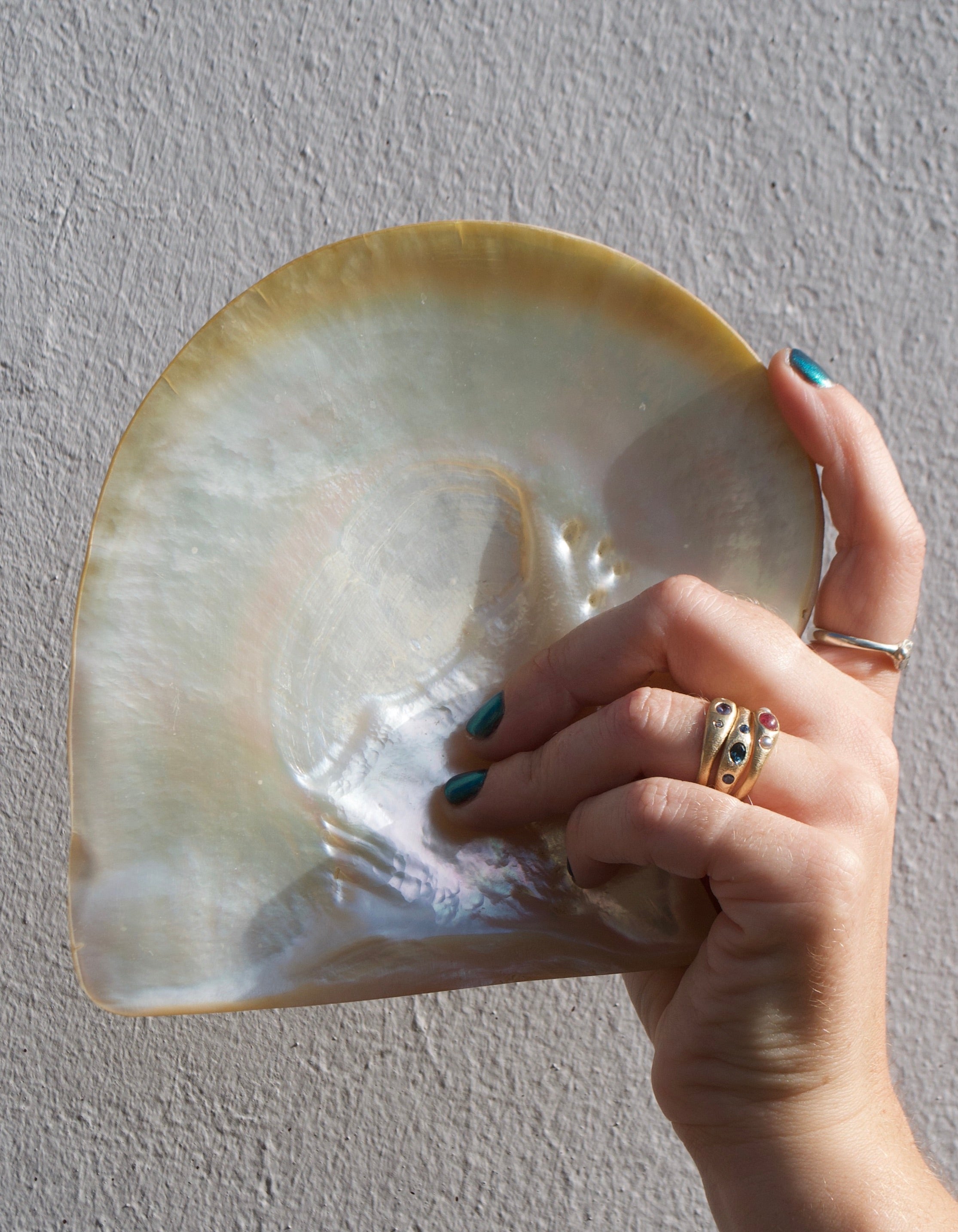 Hand holding a large shell against a plain background wearing gypsy rings
